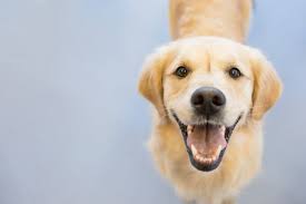 Did You Know Super Brush Helps Reduce Dog Breath?