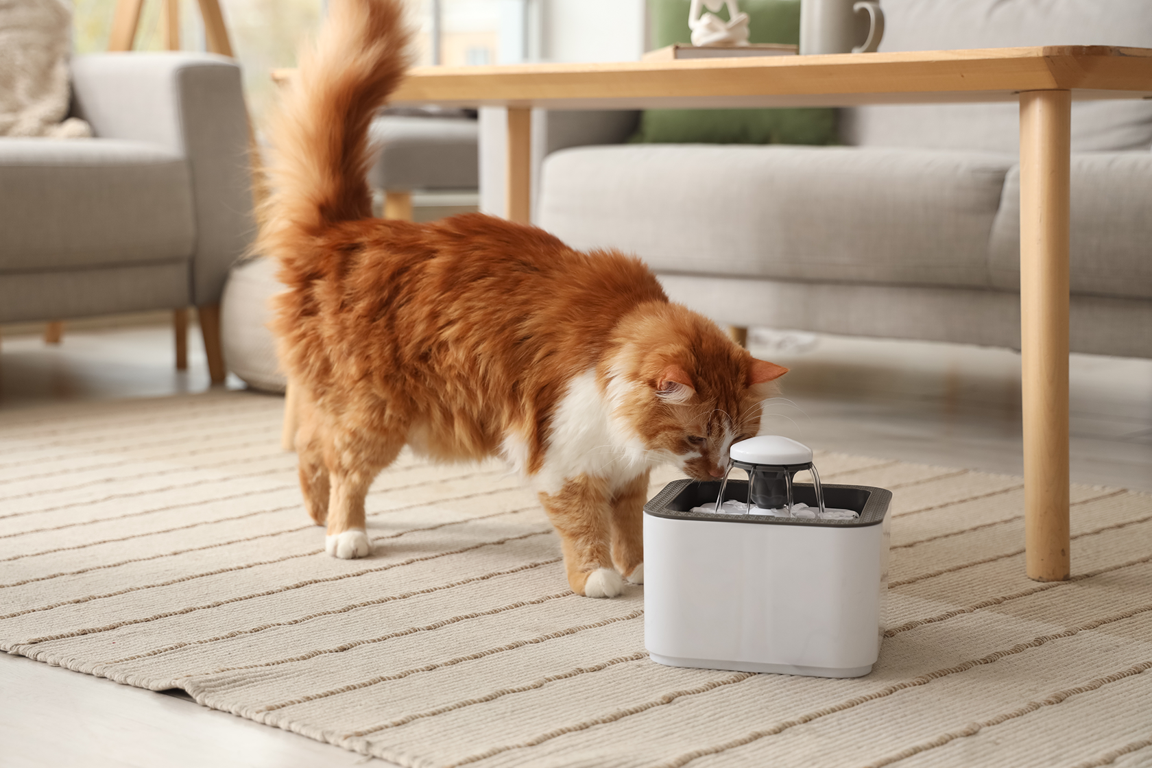 Cat drinking from a pump operated water fountain in a standard living room