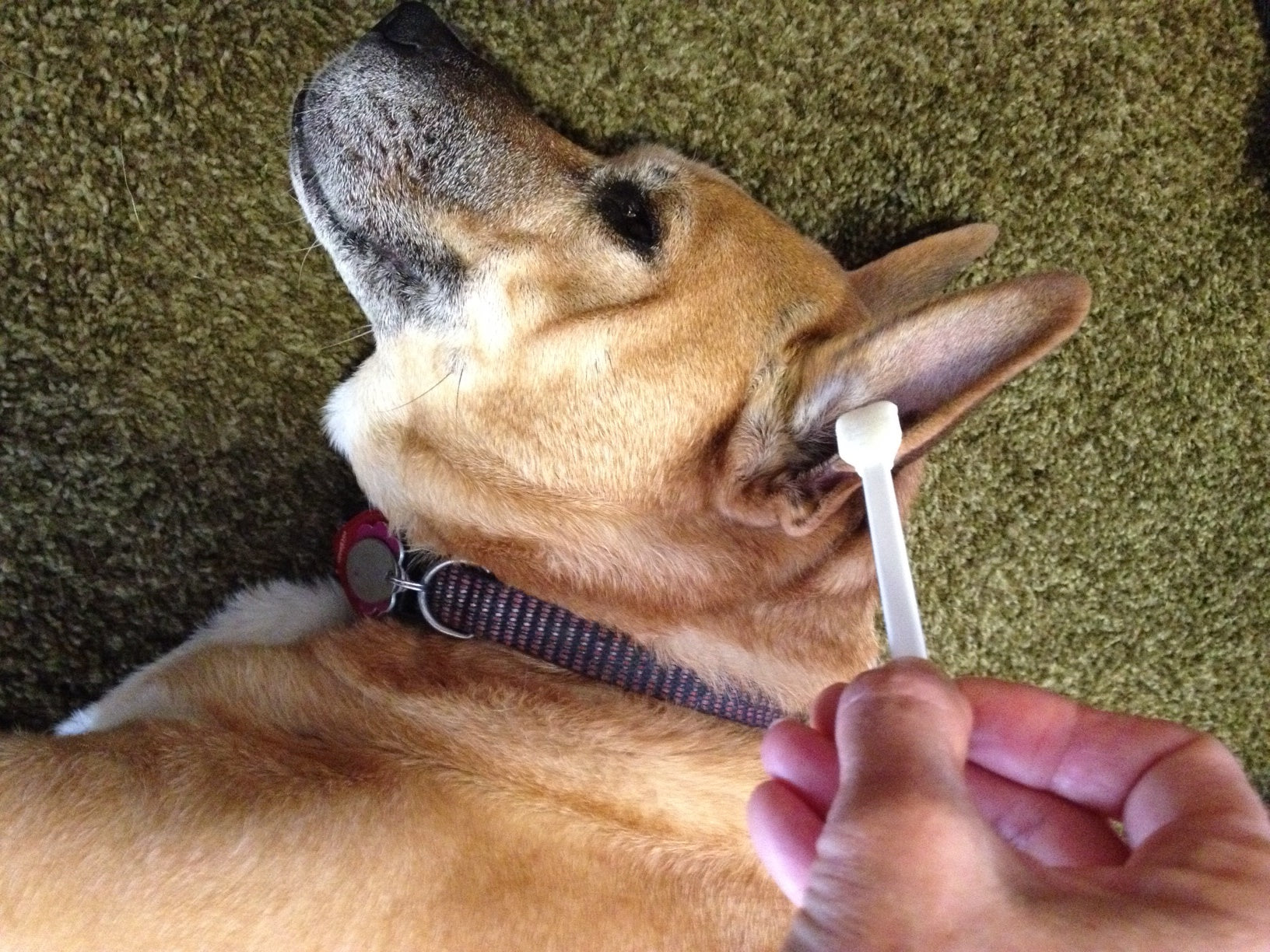 Swab-its pet care and vet tech foam swabs